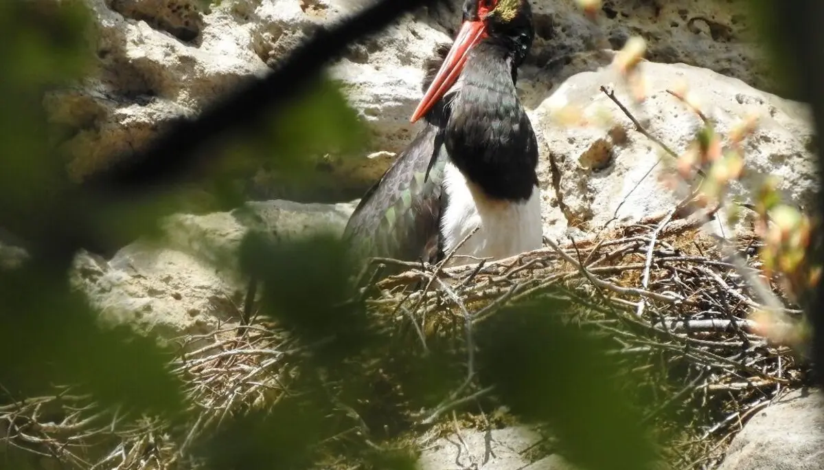 © Michael Hörenz (NPV)