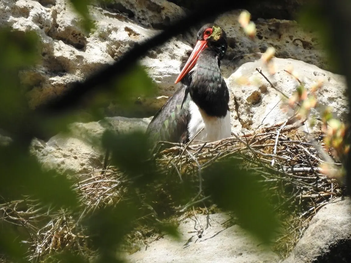 © Michael Hörenz (NPV)