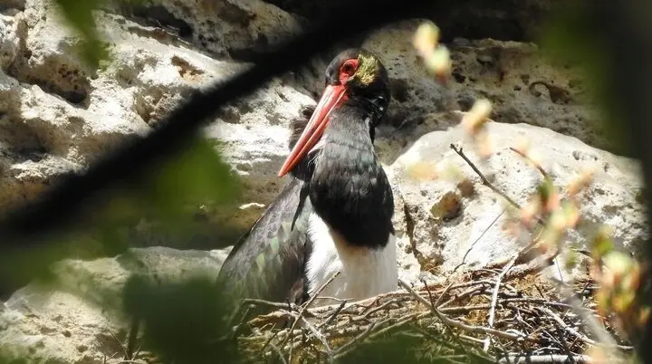 © Michael Hörenz (NPV)